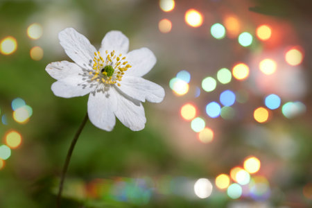 Gently white small flowers close-up on a green background with multi-colored bokeh spots.の写真素材