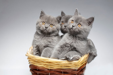 Three small blue British kittens in a wicker basket on a white background. Funny kittens.の写真素材