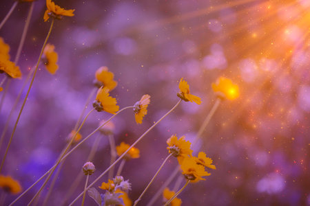 Delicate field yellow flowers in the rays of the setting sun, golden dust spots bokeh. Natural...