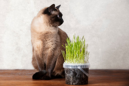 Home cute siamese cat with green grown grass. Cats eat grass.の写真素材
