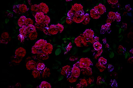 Blurred dark dramatic background of gloomy roses.の写真素材