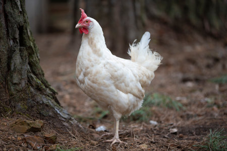 A white chicken walks around the yard, enjoying life.の写真素材