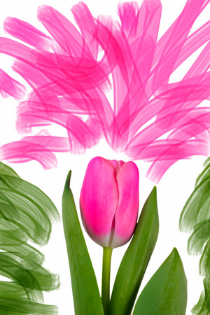 Creative tulip on a beautiful background. A flower on a white sheet of paper covered with paint strokes.の写真素材