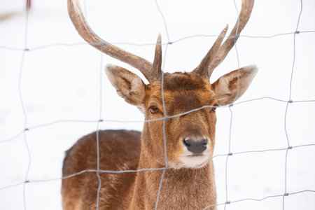 The muzzle of a deer with antlers behind the netting of an aviary close-up.の写真素材