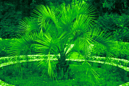 Tropical palm trees in green toning. Exotic floral background.の写真素材