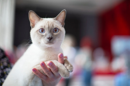 Beautiful blue-eyed cat of the British breed.の写真素材