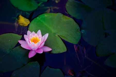 Beautiful natural background. Pink water lily flower Nymphaeum Madame Wilfron Gonner floats in the...