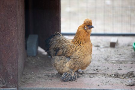 A chicken of the Lacedanzi breed sits in an aviary and is bored.の写真素材
