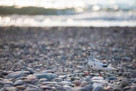 An important dove of pockmarked color walks along the rocky seashore.の写真素材