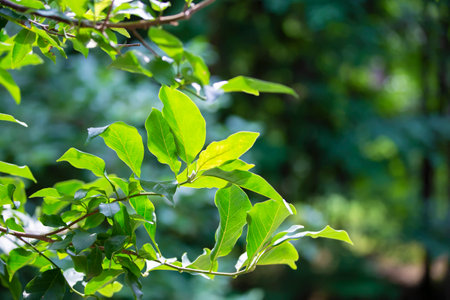 Natural background. Eretia plant with green leaves.