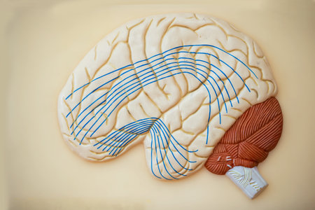 Model of the human brain for teaching in the medical class. The structure of the brain.の写真素材