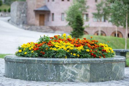 City flowerbed with colorful marigolds.の写真素材