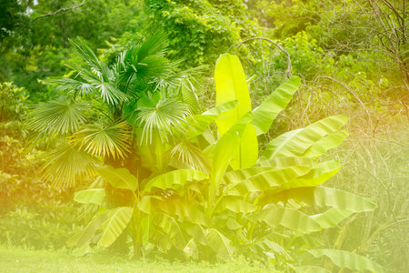 Blurred floral tropical background in yellow-green gradient.の写真素材