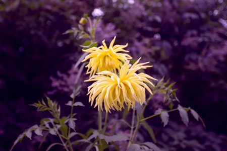 Floral background. Yellow dahlia flower on purple background.の写真素材