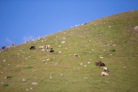 A herd of cows grazes on a mountain covered with grass and rocky stones.