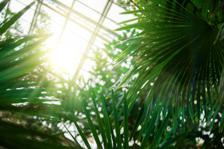Tropical palm leaves in the rays of light from the windows.の写真素材