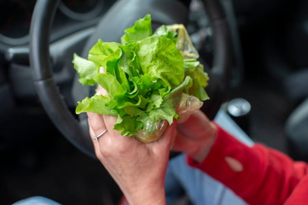 Hands hold a bunch of fresh lettuce leaves against the background of a blurred car steering wheel.