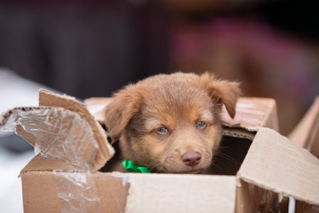 A small abandoned street puppy sees in a cardboard box and looks into the camera with intelligent eyes.の写真素材