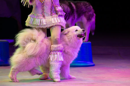 A circus trained dog shows a trick in the arena.の写真素材