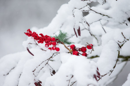 Red rowan berries on snow-covered branches.の写真素材