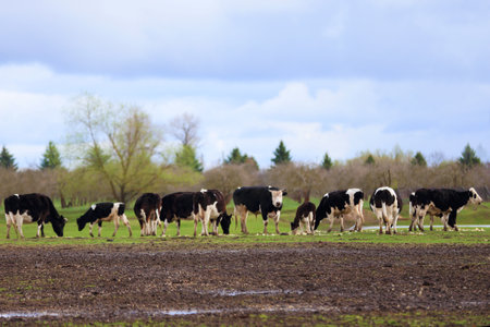 A herd of cows is grazing in a field. The cows are black and white and scattered across the field....