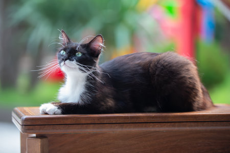 A black and white cat is laying on a wooden table. The cat has a green eye and a white spot on its face. The cat appears to be relaxed and comfortable in its environmentの写真素材