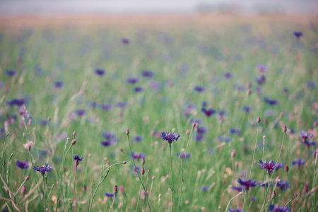 Cornflower field with green grass in emerald vintage tint. Natural floral background.の写真素材