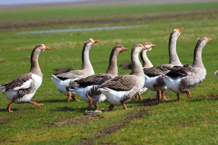 A flock of geese is grazing on a green meadow. The geese are walking together one after another.の写真素材