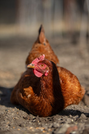 A red chicken lies on the ground and looks at the camera.の写真素材