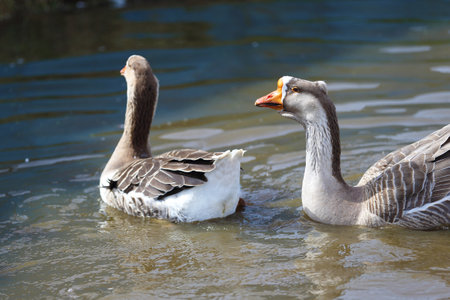 Geese with orange beaks swim in a man-made pond with murky water on a summer day in a farmyard.の写真素材