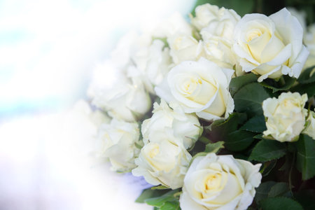 A bouquet of white roses with green leaves turning into a white background.の写真素材