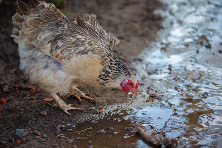 A speckled hen drinks water from a dirty puddle.の写真素材
