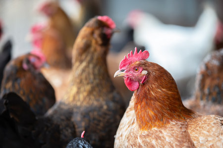 A chicken is standing in a yard next to a hose. The chicken is brown and black with a red beak