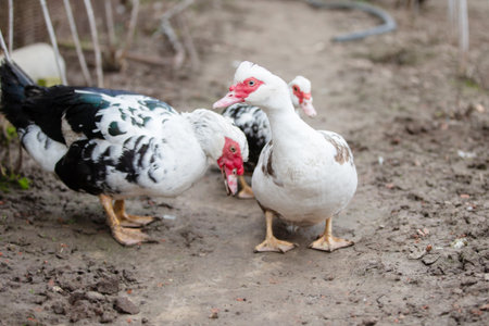 Birds on a farm. A flock of Muscovy ducks walks on the ground.の写真素材