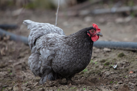 A black chicken walks on the ground.
