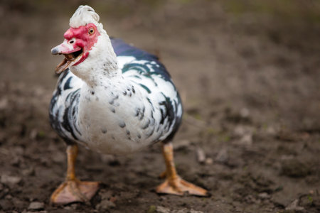 Birds on the farm. Muscovy duck with a large clan and an open beak.の写真素材