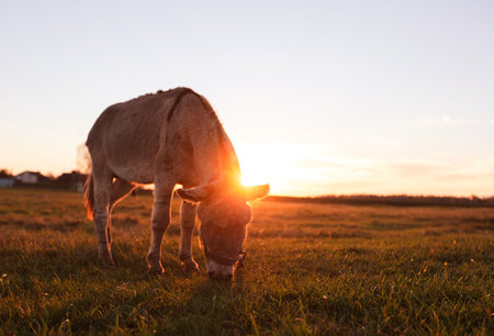 A donkey grazes in a meadow in the rays of the setting sun.