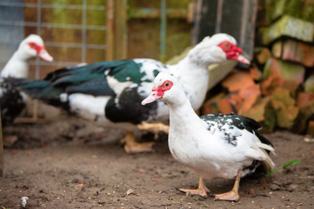 Birds on a farm. Close-up of Muscovy ducks grazing on the ground against the backdrop of old buildings.の写真素材