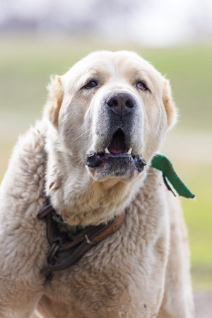 Close-up of a white dog looking at the camera.