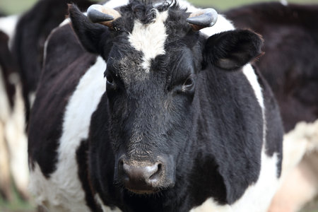 A cow with a white face and black ears. The cow is looking at the camera