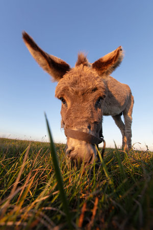 The muzzle of a gray shaggy donkey, close-up, with a wide-angle lens.