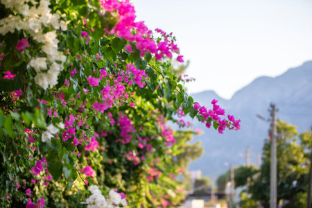 A blooming bougainvillea bush against a blurred street.