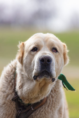 Close-up of a white Alabai dog looking at the camera.