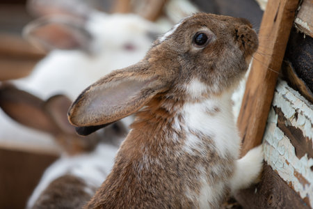 Two speckled rabbits in wooden farm crates.の写真素材