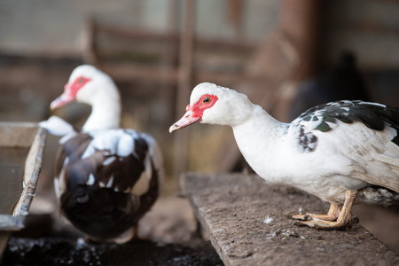 Two ducks are standing on a wooden bench. One duck is white and black, and the other is brown and whiteの写真素材