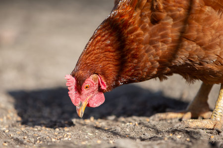 Close-up of a brown chicken pecking at grains.の写真素材