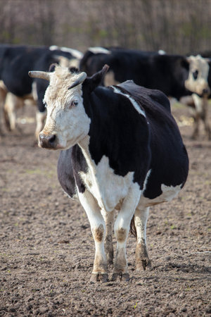 A black cow with a white muzzle stands on the ground and looks at the camera.