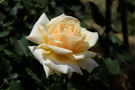 Beige rose in the gardenの写真素材