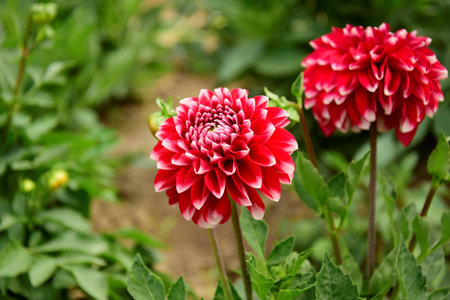 Red dahlia in the garden