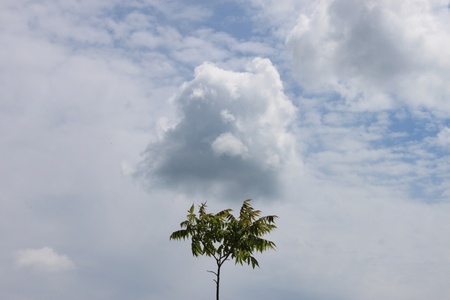 Cloud is angry over the lonely tree.